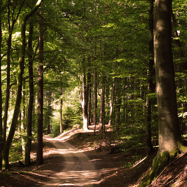 Das beste zum Schluß: das letzte Stück Waldweg bis zur Außenstelle bzw. zum Informationszentrum erreicht man nur zu Fuß. © 2012 Betrieb für Bau und Liegenschaften Mecklenburg-Vorpommern