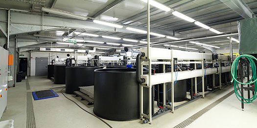 Blick in die Halle mit den Behältern für die Fische.