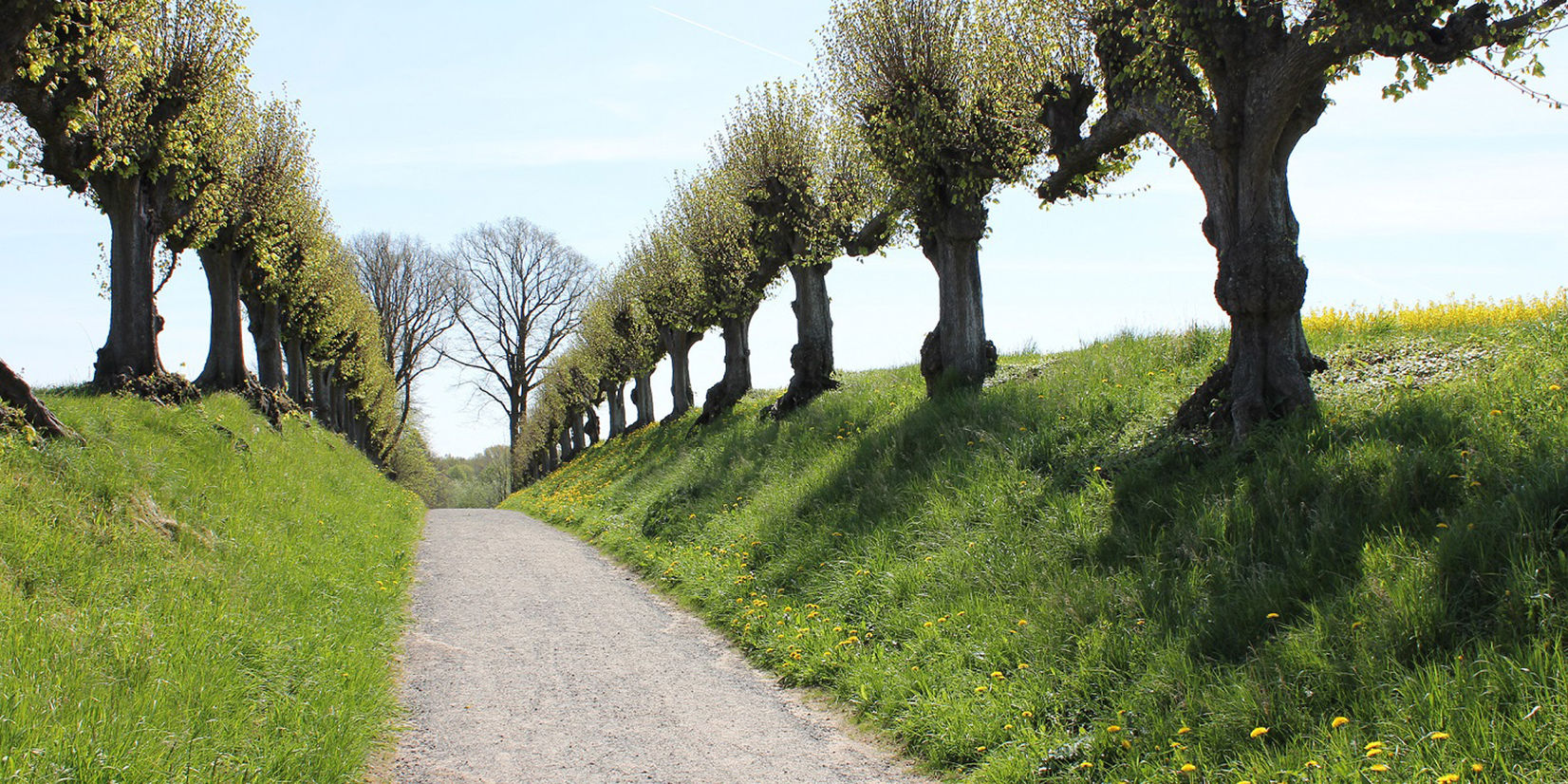 Blick in die Festonallee. © 2017 Betrieb für Bau und Liegenschaften Mecklenburg-Vorpommern