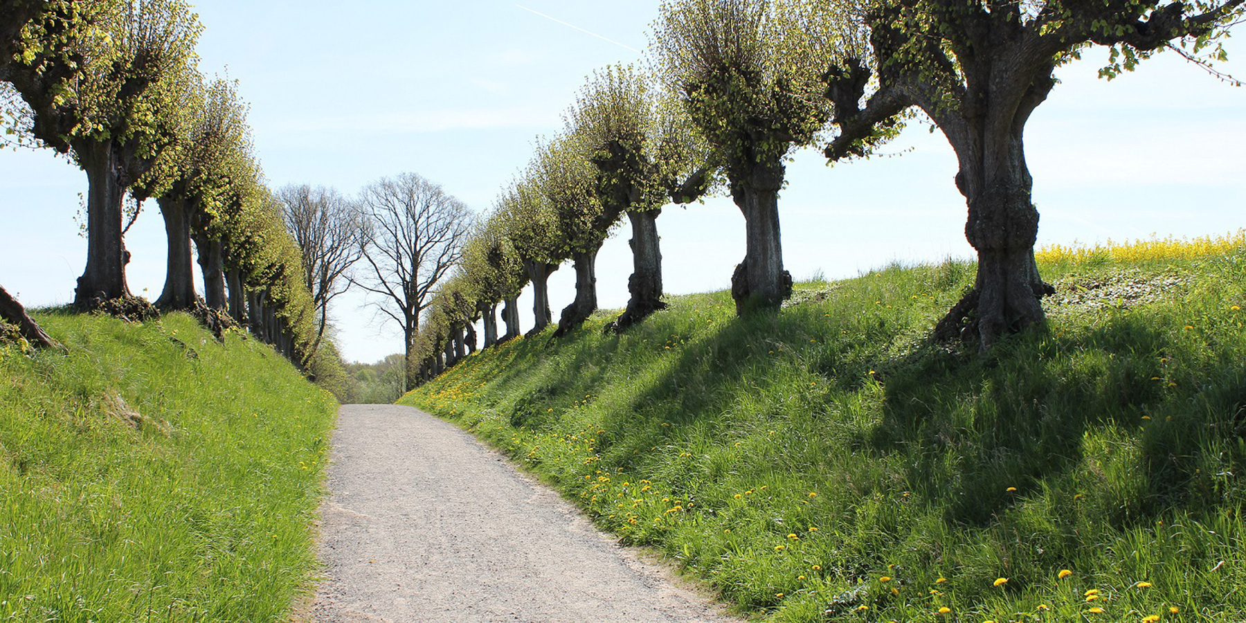 Blick in die Festonallee. © 2017 Betrieb für Bau und Liegenschaften Mecklenburg-Vorpommern