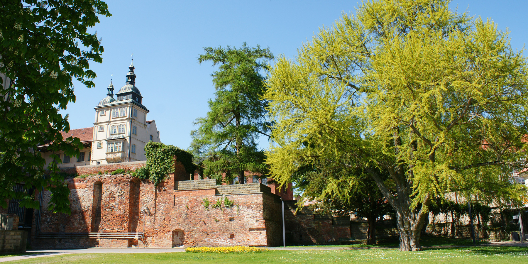 Der Ginkgo vor den Schlossmauern in Güstrow, bevor er durch einen Sturm zerbrach. © 2016 Betrieb für Bau und Liegenschaften M-V