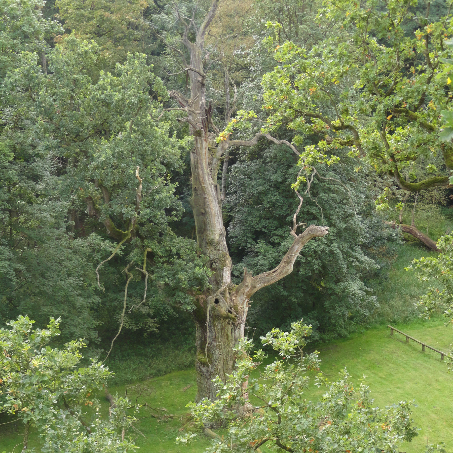 Blick auf einen uralten Eichenriesen © Betrieb für Bau und Liegenschaften Mecklenburg-Vorpommern