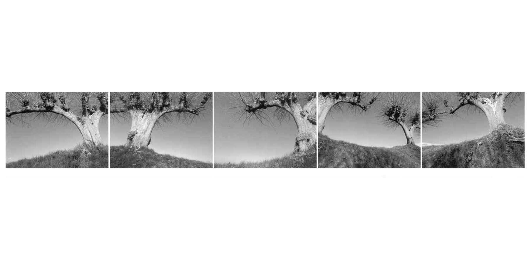 u0022die Hand gebenden Bäumeu0022; Fotografie als kommunikatives Kunstwerk, Herr Kay Zimmermann, Berlin © 2005 bbl-mv