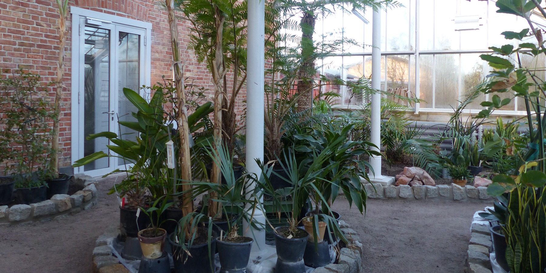 Rundgang durch die Gewächshäuser mit neu angelegten Beeten und Wegen, sanierter Stahlkonstruktion und gusseisernen Säulen © 2021 SBL Greifswald