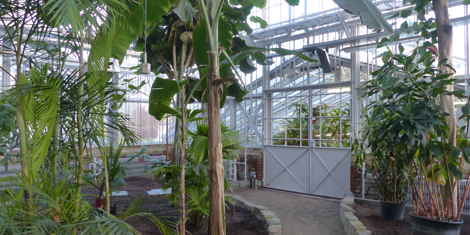 Rundgang durch die Gewächshäuser mit neu angelegten Beeten und Wegen, sanierter Stahlkonstruktion und gusseisernen Säulen © 2021 SBL Greifswald