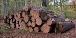 Baumstämme vom Sturm Kyrill 2007 und Xavier 2017, die nun genutzt werden © 2022 SBL Schwerin