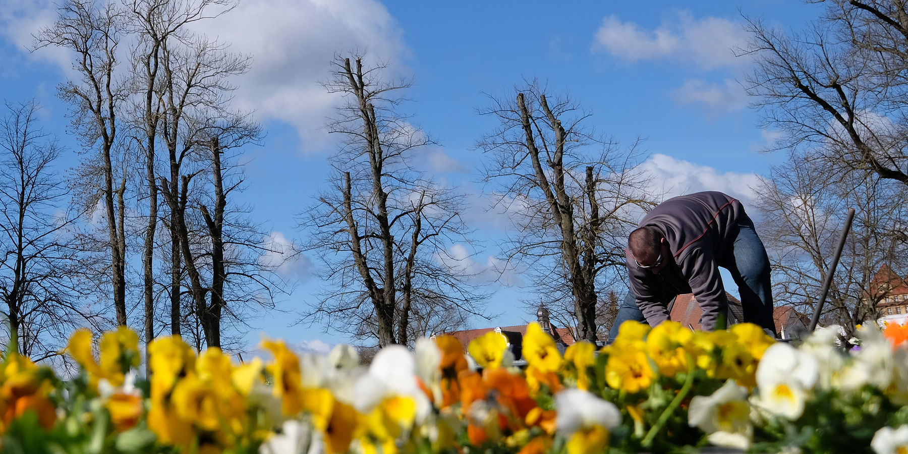 Gärtner beim Einpflanzen der Stiefmütterchen © 2023 SBL Schwerin