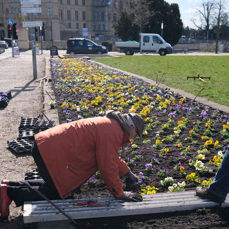 Gärtner beim Einsetzen der Pflanzen © 2023 SBL Schwerin