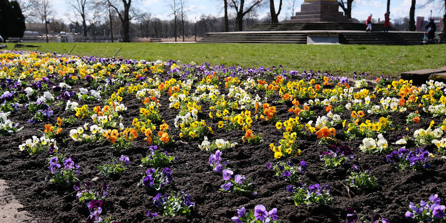 Stiefmütterchen in blau-gelb © 2023 SBL Schwerin
