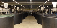 LFA Born - Institut für Fischerei: Blick in die Fischzucht-Halle © 2023 SBL Greifswald